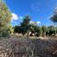 plot for sale nea dimmata paphos 8748987 thumbnail 16470411