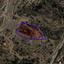 plot for sale ora larnaca 8908397 thumbnail 17402961