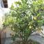 4 bedroom detached house for sale mazotos larnaca 1781797 thumbnail 13142421
