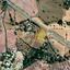 land for sale mosfiloti larnaca 1150797 thumbnail 5122621