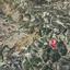 land for sale asgata limassol 8322208 thumbnail 16518187