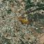 land for sale parekklisia limassol 8634208 thumbnail 15897347