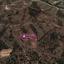 land for sale gourri nicosia 8628908 thumbnail 15864270