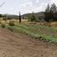 land for sale lythrodontas nicosia 8716218 thumbnail 16295178