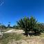 2 bedroom apartment for sale mesogi paphos 8765518 thumbnail 16563071