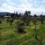 land for sale psevdas larnaca 826518 thumbnail 15603561