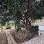 7 bedroom detached house for sale agioi trimithias nicosia 8742618 thumbnail 16405800