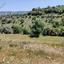 4684 SQM Land for sale in Dora, Limassol thumbnail 16009874