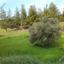 4200 SQM Plot for sale in Kapedes, Nicosia thumbnail 16168400