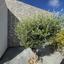 4 bedroom bungalow for sale emba paphos 8360528 thumbnail 15854625