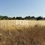 land for sale marathounta paphos 1419828 thumbnail 15840197