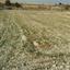 land for sale pera orinis nicosia 1062038 thumbnail 16181594