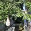 4 bedroom detached house for sale moni limassol 1146338 thumbnail 5512453