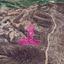 land for sale agios theodoros larnacas larnaca 7872338 thumbnail 15714532