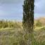 land for sale stroumbi paphos 1355338 thumbnail 5630176