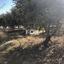 land for sale silikou limassol 1147638 thumbnail 5514532