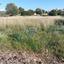 plot for sale secret valley paphos 1504638 thumbnail 14985533