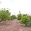 3 bedroom bungalow for sale sea caves peyia paphos 7963738 thumbnail 11446887