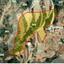 land for sale kato drys larnaca 7905738 thumbnail 17310789