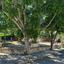2 bedroom bungalow for sale choulou paphos 8772048 thumbnail 16592210