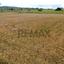 land for sale pano arodes paphos 8086048 thumbnail 16274967