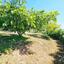 4 bedroom bungalow for sale kathikas paphos 8866248 thumbnail 17186817
