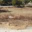 plot for sale lythrodontas nicosia 7804248 thumbnail 16175864