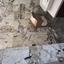 3 bedroom penthouse for sale linopetra limassol 1899448 thumbnail 15844410