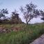 land for sale lysos paphos 8237448 thumbnail 14229063