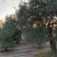 3 bedroom detached house for sale moni limassol 1690748 thumbnail 6567602
