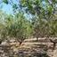 5 bedroom detached house for sale saint george peyia paphos 7738948 thumbnail 12566929