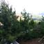 9 bedroom detached house for sale moniatis limassol 1543948 thumbnail 3833884