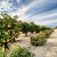 7 bedroom detached house for sale emba paphos 7738158 thumbnail 15640520
