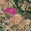 23821 SQM Land for sale in Kato Akourdalia, Paphos thumbnail 10644253