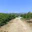 land for sale neo chorio paphos 1385958 thumbnail 15298841