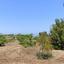 land for sale neo chorio paphos 1385958 thumbnail 15298844