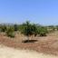 land for sale neo chorio paphos 1385958 thumbnail 15298848