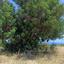 land for sale neo chorio paphos 1385958 thumbnail 15298867