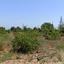 land for sale neo chorio paphos 1385958 thumbnail 15298870