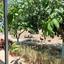 land for sale neo chorio paphos 1385958 thumbnail 15298885