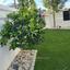 3 bedroom detached house for sale strovolos nicosia 8347368 thumbnail 17385475