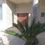 3 bedroom semi detached house for rent pallouriotissa nicosia 8338968 thumbnail 14355761