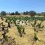 land for sale agios ambrosios limassol 1309078 thumbnail 7547322