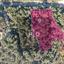 land for sale pano platres limassol 8275278 thumbnail 15158890