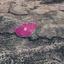 land for sale agios therapon limassol 1650378 thumbnail 5669036
