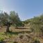 land for sale shia nicosia 8897578 thumbnail 17348216