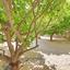 2 bedroom detached house for sale peyia paphos 8570778 thumbnail 17374163