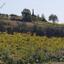 land for sale stroumbi paphos 952088 thumbnail 857875