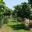 land for sale zygi larnaca 7899188 thumbnail 11101022