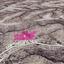 land for sale kato drys larnaca 7872288 thumbnail 14116042